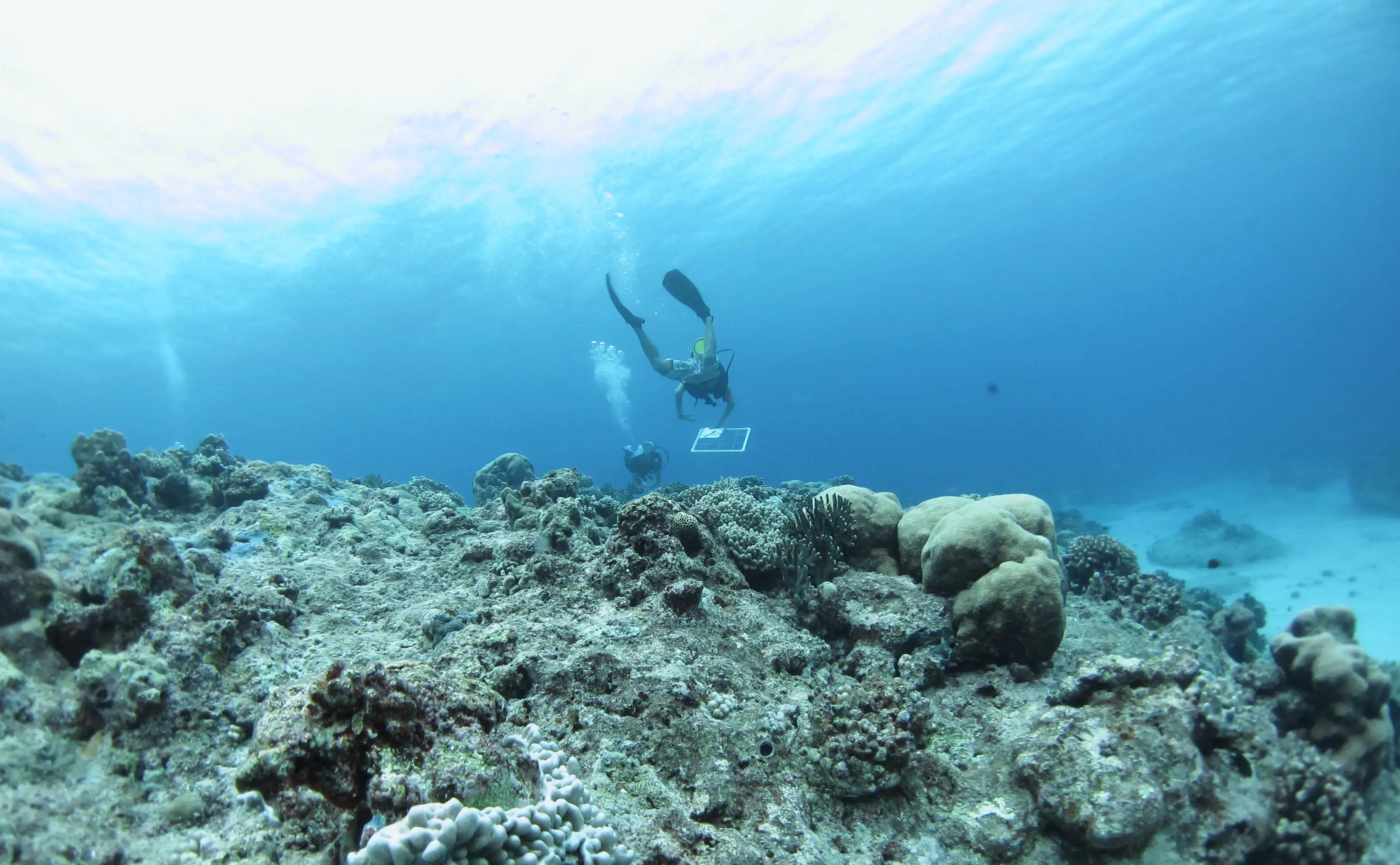 An underwater researcher swimming above a reef holding a solar-powered sensor.