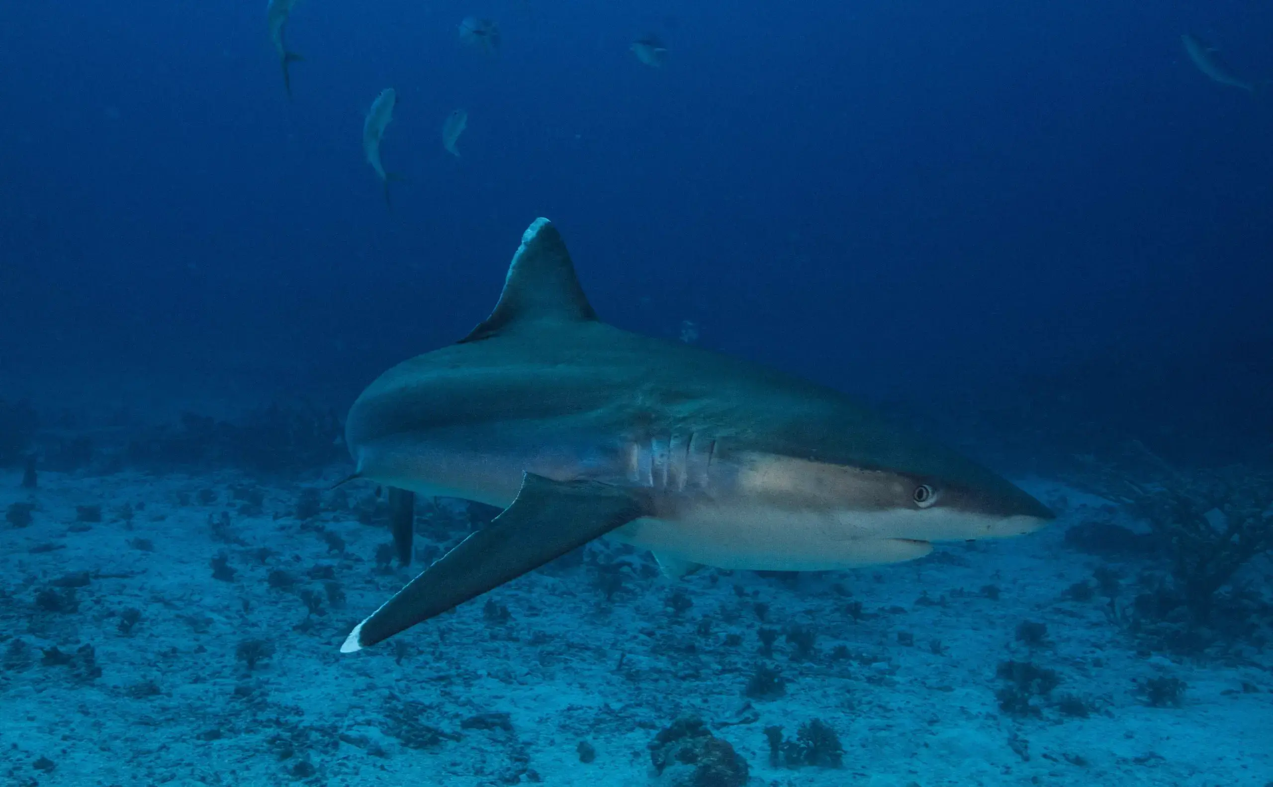 Grey reef shark swimming.