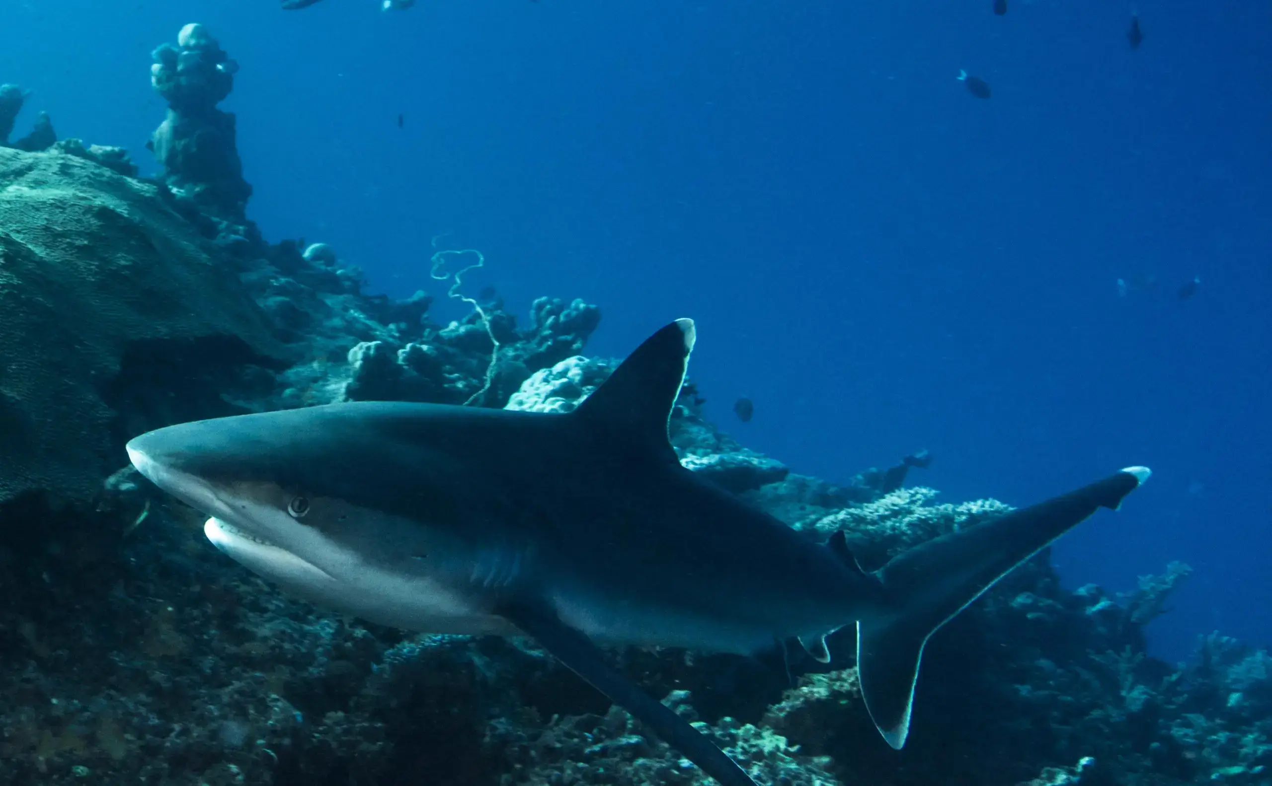 A grey reef shark swimming through clear blue tropical waters.