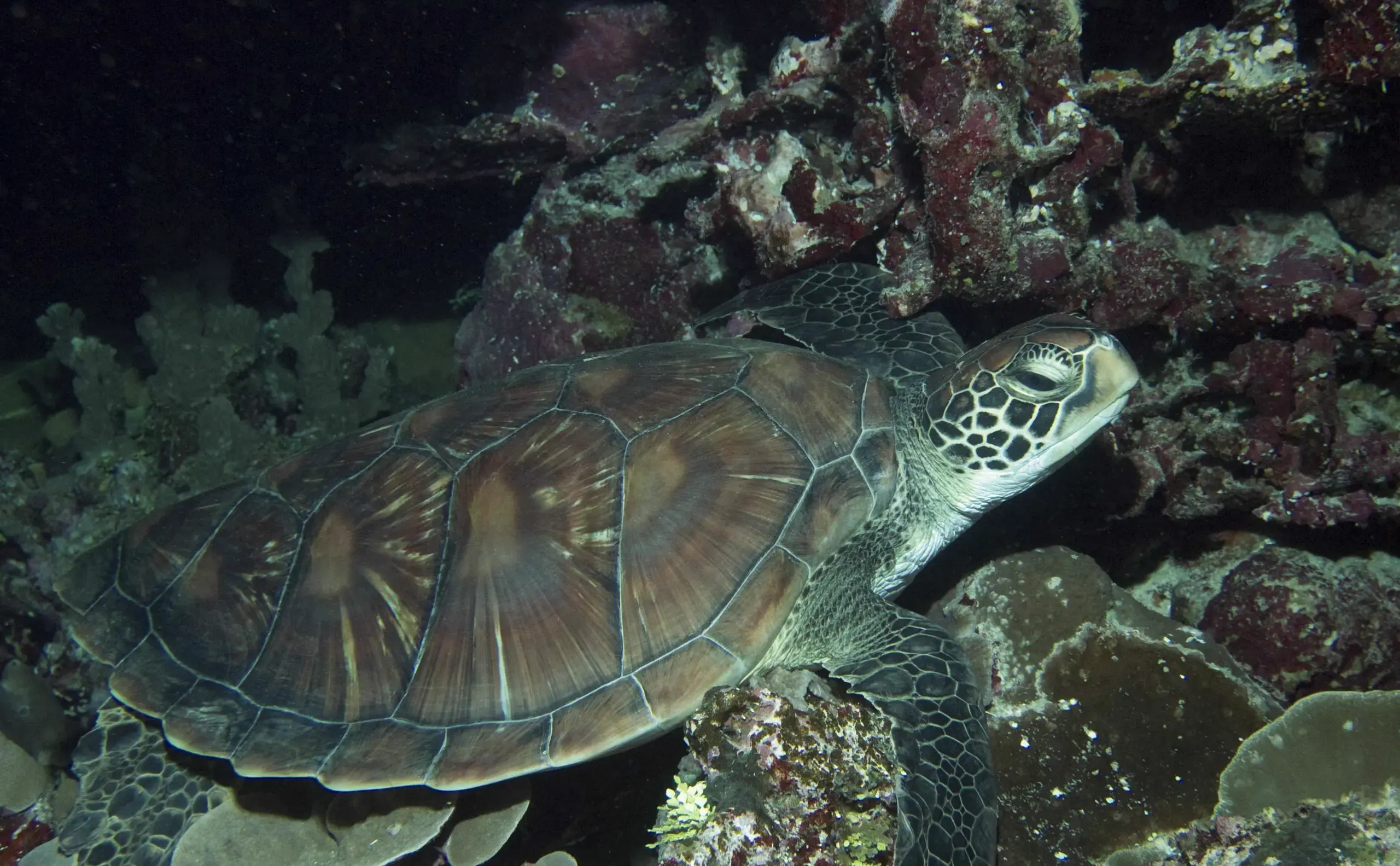 A green sea turtle resting near a coral outcrop on the seabed.