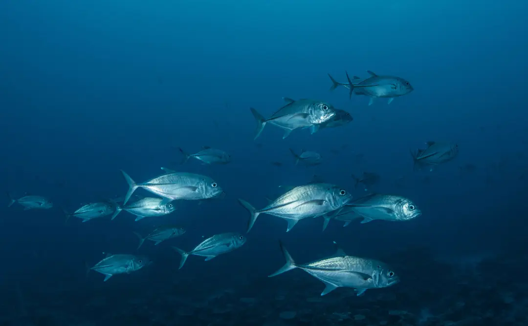 A school of silver Jack fish swimming through deep blue water.