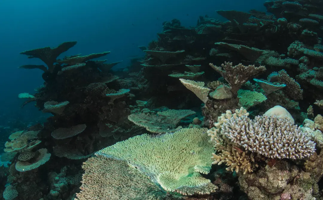 Diverse underwater reef with large plate and table coral formations.