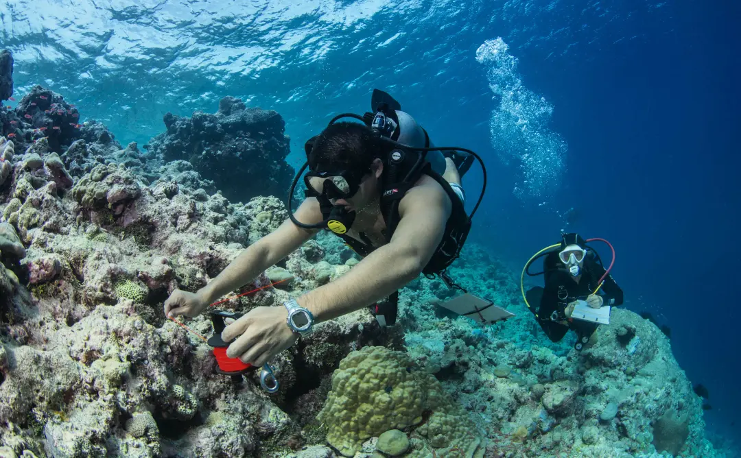 Two scuba divers using a reel and clipboard to conduct a reef survey.