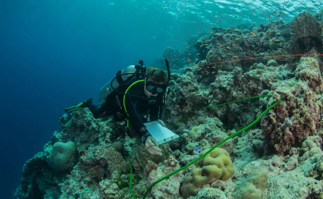 A diver recording data on a waterproof slate along a green transect line.