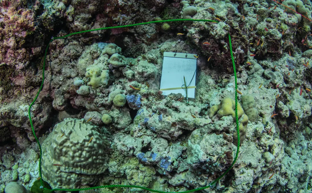 A green rope quadrat marking a reef study area with a data clipboard.