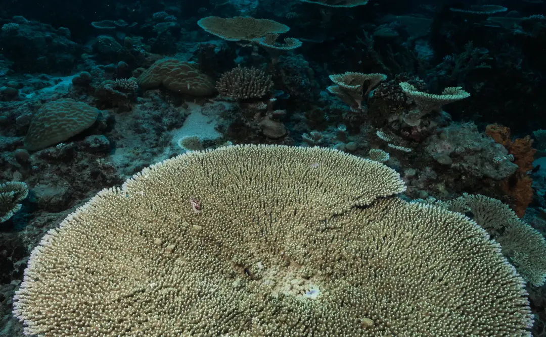 Close-up of a large, circular table coral on the seabed.