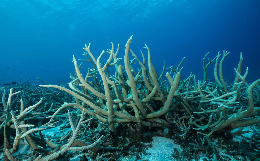 Branching staghorn corals reaching upward in clear blue water.