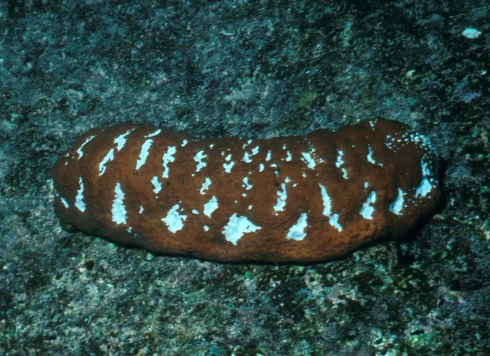 Actinopyga Mauritiana