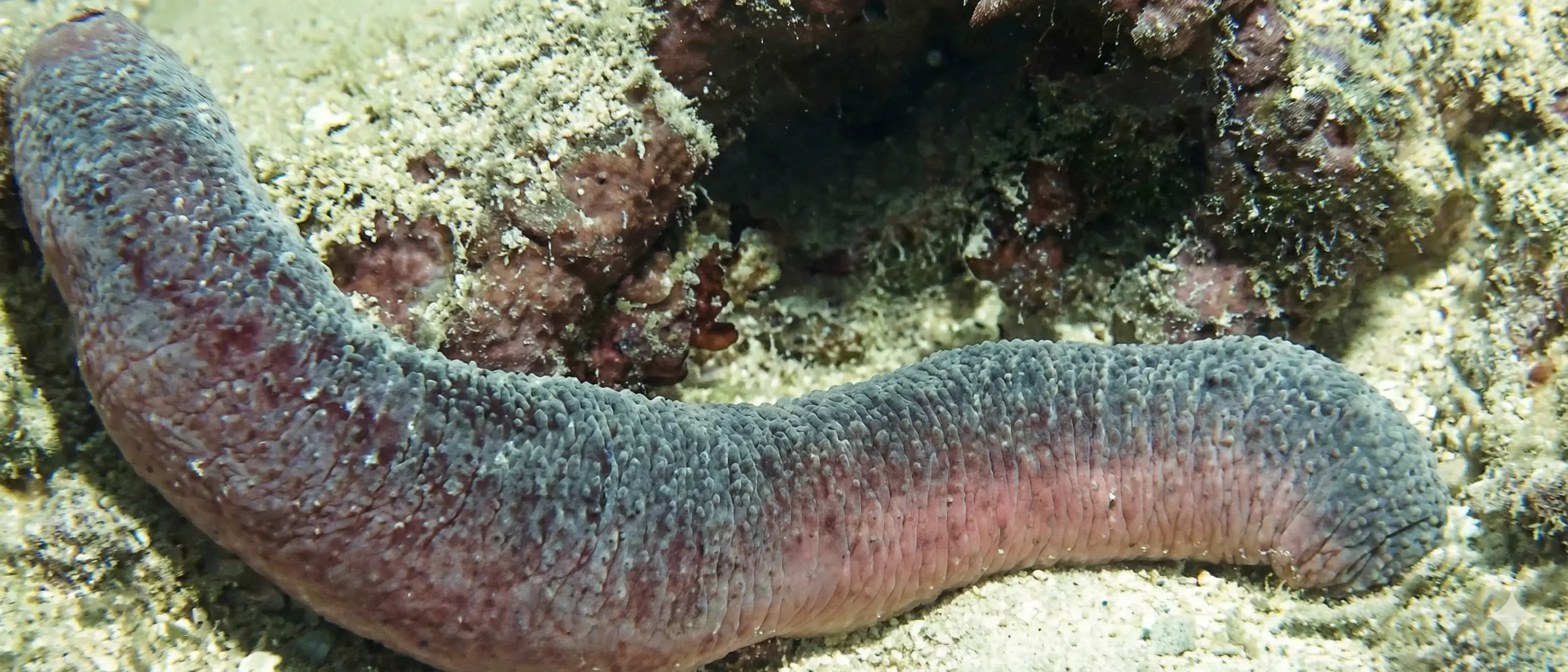 Depletion Of Sea Cucumber