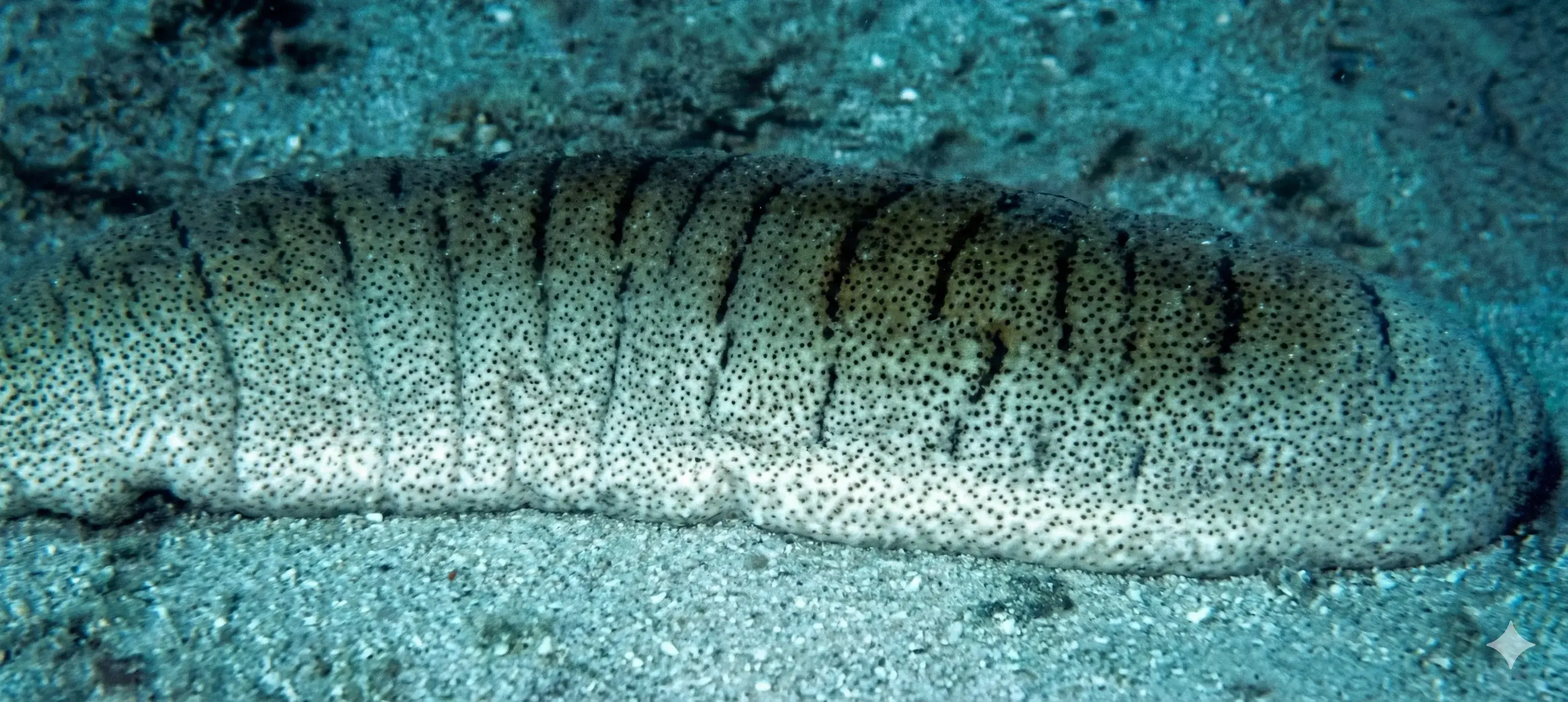 Depletion Of Sea Cucumber Stocks