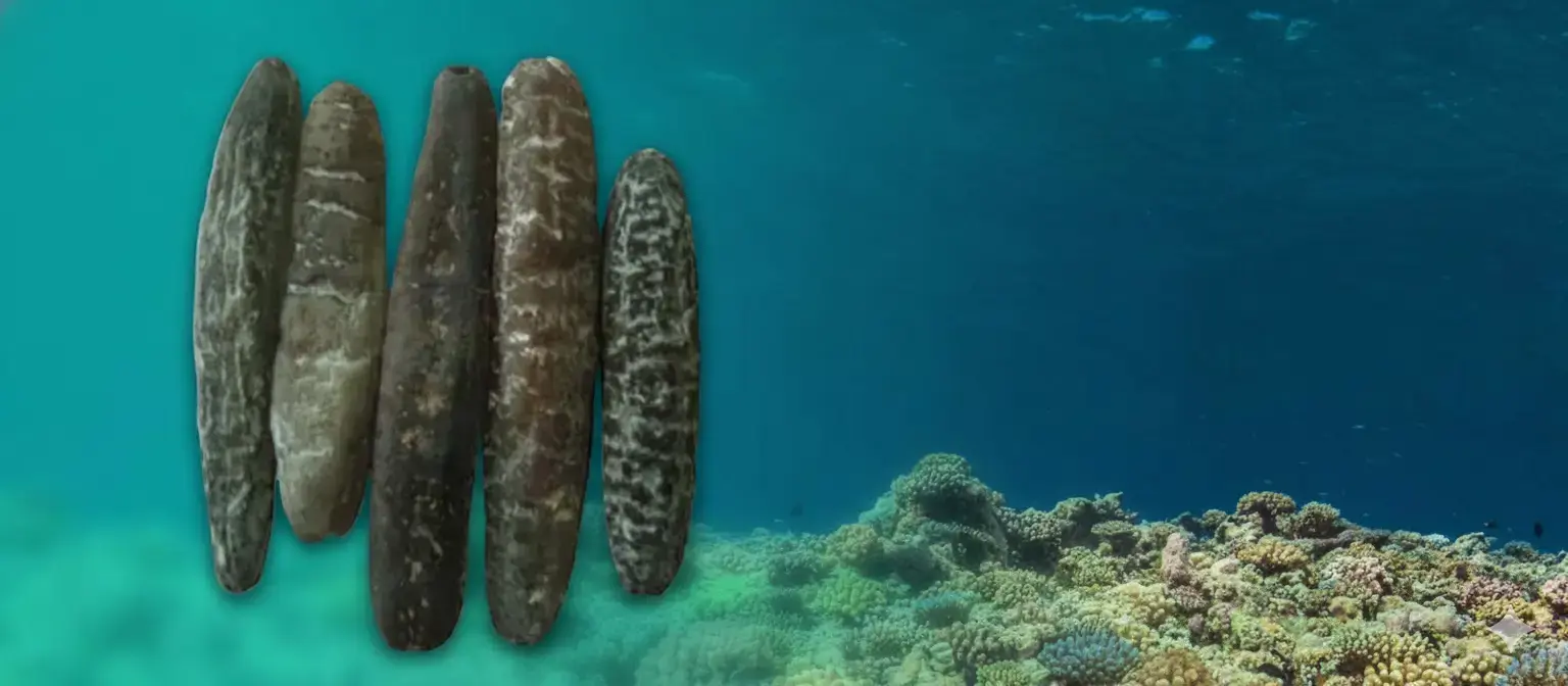 Dried Sea Cucumbers