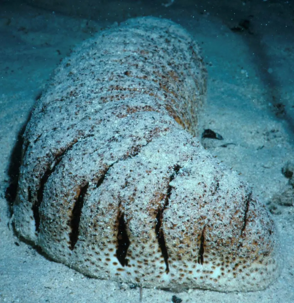 Holothuria Fuscopunctata