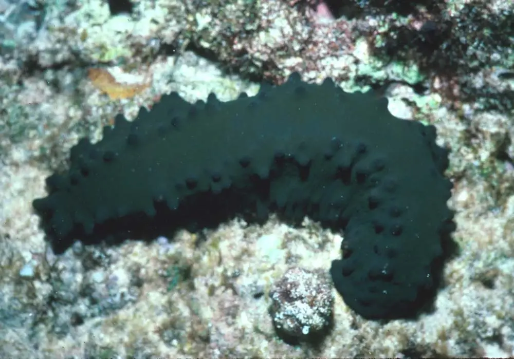 Stichopus Chloronotus